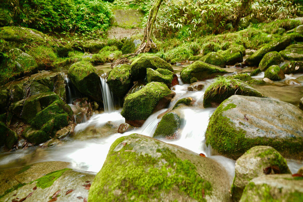 yakushima forest unesco japan